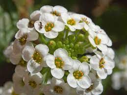 Sweet Alison Carpet Of Snow 100 Seeds Lobularia Maritima Etsy Alyssum Flowers Alyssum Smelling Flowers