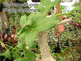 Image result for Cyphostemma barbosae