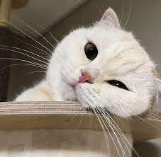 Find some awesome communities here. 18 Discord Pfp Ideas Cute Cats Kittens Cutest Cute Animals