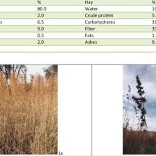 Image result for Hyparrhenia collina