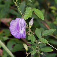 Image result for Centrosema pubescens