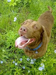 Buy your chesapeake bay retriever puppy directly from a trusted breeder. Chesapeake Bay Retriever Breed Information History Health Pictures And More