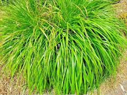 Image result for Cymbopogon nardus