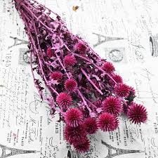 Free download and streaming baixar videos do migosta on your mobile phone or. 2021 Yunnan The Most Popular Preserved Echinos Sphaerocep Halus For Wedding Decoration Buy Preserved Echinos Sphaerocep Halus Echinos Sphaerocep Halus Echinos Sphaerocep Halus Preserved Product On Alibaba Com