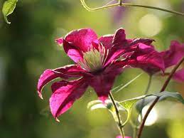 Check spelling or type a new query. Clematis Warszawska Nike Clematis Warszawska Nike Baumschule Horstmann