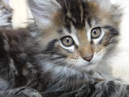 Follow us for pics of our giant maine coons. Coons Kin Cat Maine Coons About Coonskin Cat Maine Coons