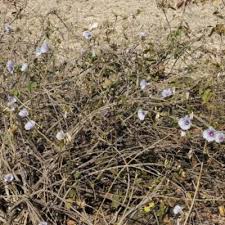 Image result for Ipomoea shirambensis
