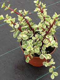 Portulacaria Variegata Elephant Bush Plant Jordan S Jungle Plants Planting Succulents Jade Plants