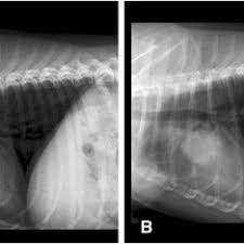 Primary lung tumors average cost. A Canine Patient With Lung Cancer Treated With Metronomic Chemotherapy Download Scientific Diagram