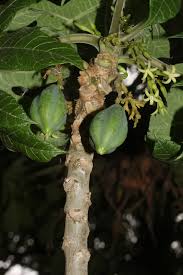 Image result for Vasconcellea pubescens