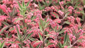 We did not find results for: Kalanchoe Pink Butterflies Care Tips Where To Buy Mountain Crest Gardens