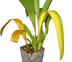 Before they do, they will turn yellow, then shrivel up slowly. Yellowing Orchid Leaves Orchid Care Repotme