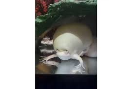 Maybe you would like to learn more about one of these? Video Viral Katak Disebut Mirip Tuyul Air Begini Penjelasan Lipi Halaman All Kompas Com