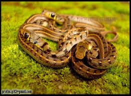 Image result for Amphiasma