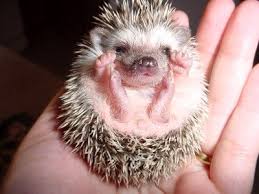 Prickly And Cute The Difference Between A Baby Hedgehog Baby Porcupine And Baby Echidna Baby Hedgehog Cute Baby Animals Newborn Animals