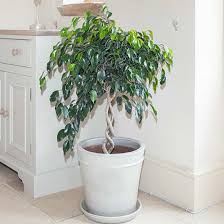 See the best library of photos and images from jooinn. How To Make A Pruning Ficus Benjamina Pruning And Shaping