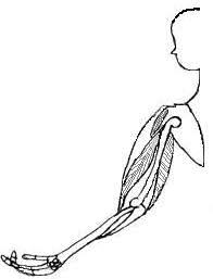 470 x 612 photo description: Anatomy For Children