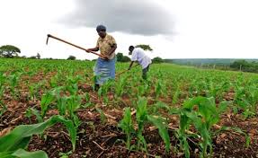 Prospects Challenges Of Nigeria S Agriculture In 2020 Businessday Ng