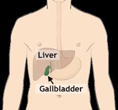 Image result for Gall Bladder