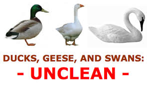 Http Www Scripturetruthministries Com Wp Content Uploads 2016 11 Ducks Geese And Swans Unclean Pdf