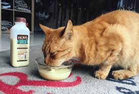 Since my cat can't eat normal cat food, i can't take the risk anymore. 7 Primal Cat Food Reviews Recalls Pros And Cons Pawsome Kitty