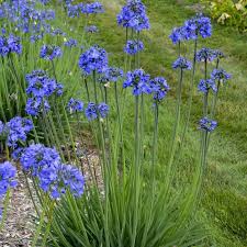 In my garden, the best results come from seeds that were direct sown in fall (at the end of september in my garden). Galaxy Blue Lily Of The Nile In 2021 Blue Lily Plant Nursery Plants