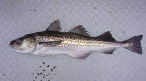 Wir bieten eine gut bürgerliche küche mit regionalen produkten an. Fischstabchen Wie Alaska Seelachs Zum Stabchen Wird Br Wissen