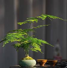 Image result for Asparagus pendulus