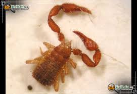 What small bug looks like a crab and jumps? Pseudoscorpion