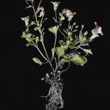 Image result for Diclis reptans