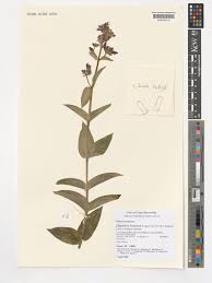 Image result for Dissotis brazzae