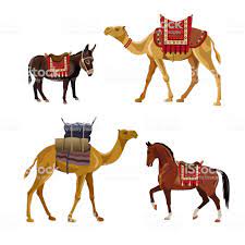Camels are a mammal of the camelidae family. Pin On Donkettales Insp