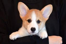 Click the small x to the right of a group's name and shelter # to report an error. Corgi Classifieds The Oregonian Media Group Oregonlive Com