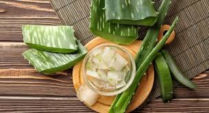 Lidah buaya adalah obat yang bagus untuk menyembuhkan luka. Sering Dipakai Untuk Bahan Kosmetik Ini Khasiat Lidah Buaya Bagi Tubuh