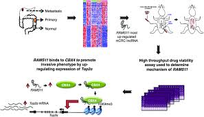 When this happens, the cells will go and form new tumors on different organs. Rams11 Identification And Model In Metastatic Colorectal Cancer Download Scientific Diagram