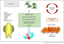 One of the areas of the body … Bile Acids And Cancer Direct And Environmental Dependent Effects Annals Of Hepatology