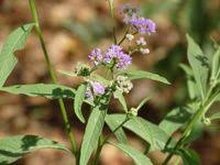 Image result for Ethulia conyzoides