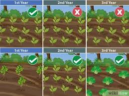 This will be a real time 2020 series on building and growing your first vegetable garden. How To Plant Your First Garden With Pictures Wikihow