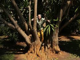 Image result for Synadenium cameronii