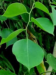 Image result for Dalbergia sissoo