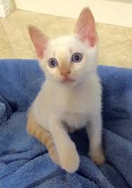 Here we have a flame point siamese named cantaloupe, why? Adopt Avery The Flamepoint Siamese Mix Kitten From Cats Can Inc In Oviedo Fl