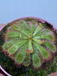 Image result for Drosera dielsiana