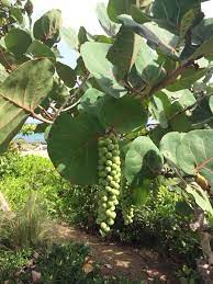 Sea Grape Coccoloba Uvifera It Appears This Is A Sea Grape Tree This Plant Is Found In Tropical Areas Throughout The W Grape Tree Landscaping Plants Plants