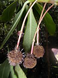 Image result for Breonadia