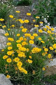 Image result for Xyris capnoides