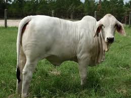 Is a brahman cattle ranch located in wharton county, home to brahmans of distinction like noble and boom shaka laka. Sandjack Farm Brahmans