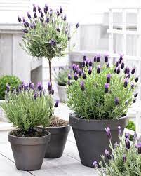 44 Best Shrubs For Containers Best Container Gardening Plants Garden Containers Plants Container Gardening
