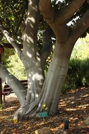 Image result for bay leaf bush foto