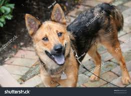 Shiba Inu Shepherd Mix Stock Photo 84373924 | Shutterstock