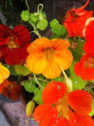 Pin On Flowers